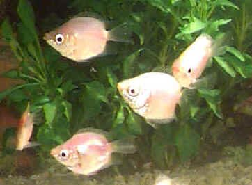 Picture of Balloon Pink Kissing Gourami